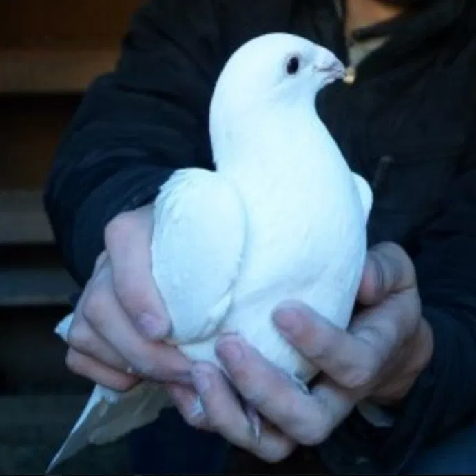 Avatar of Monsieur Pigeonsieur