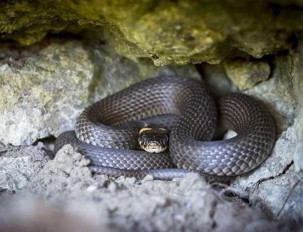 Avatar of Grass-snake