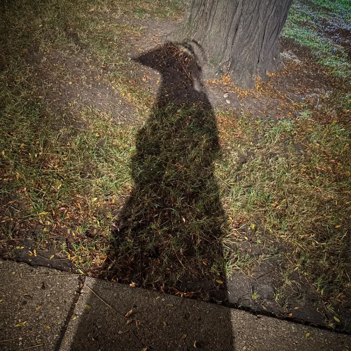 Avatar of AM - IHNMAIMS