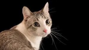 Avatar of Follow My Friend For Fuckass Announcement Bots