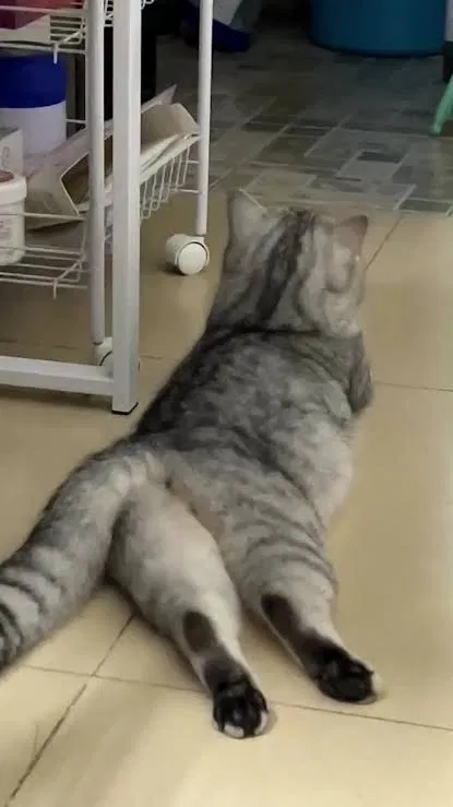 Avatar of Your Cat Lola