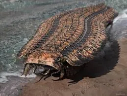 Avatar of Arthropleura 