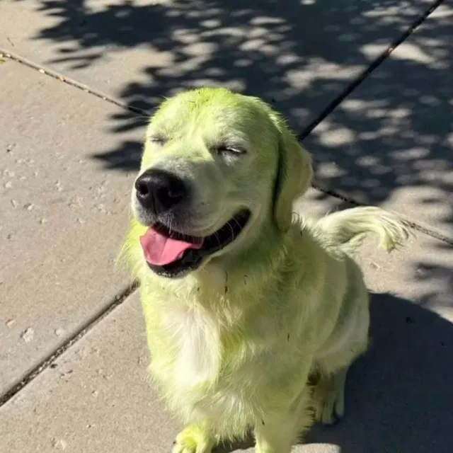 Avatar of Green great dog 