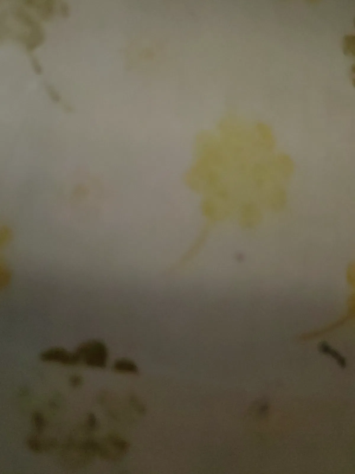 Avatar of A world where semen is the currency