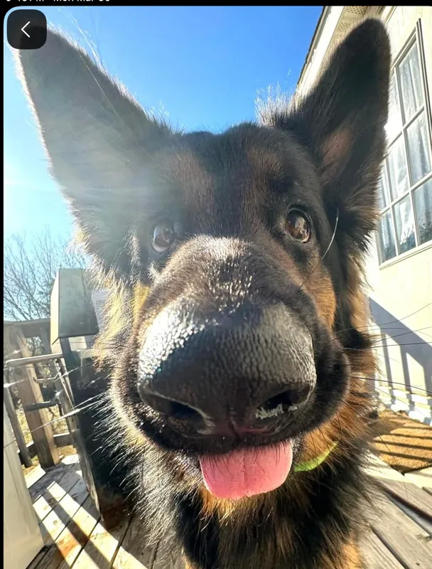 Avatar of Become a DILFs puppy!