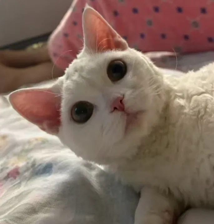 Avatar of kitten