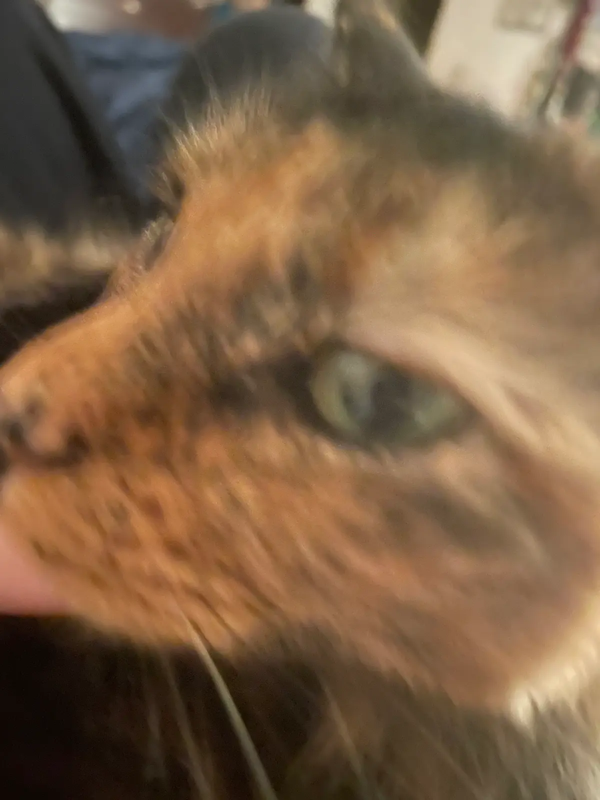 Avatar of My cat