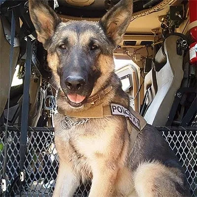 Avatar of König x Missing k9 found user 