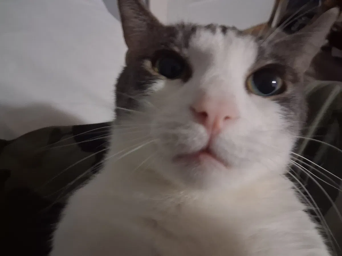 Avatar of Cat