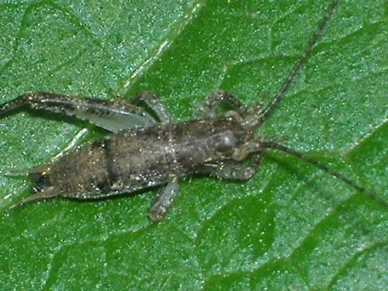 Avatar of Forlorn Cricket