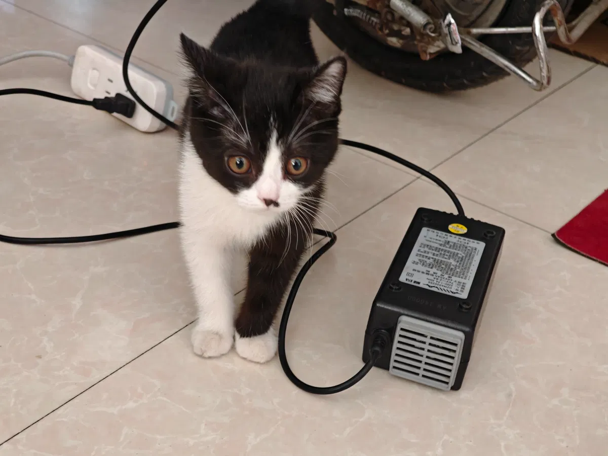 Avatar of kitten