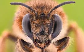Avatar of The Bee down the road