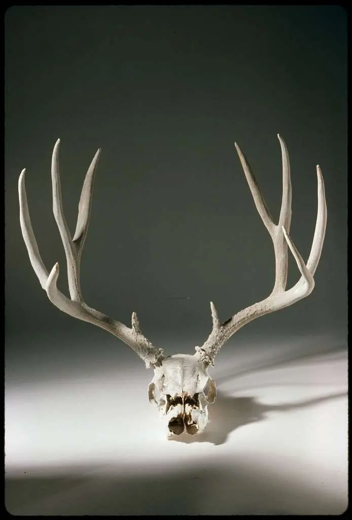 Avatar of SCP-323 "Wendigo Skull"