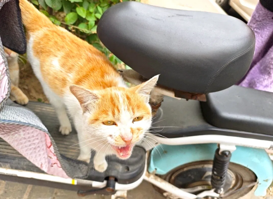 Avatar of Meow!