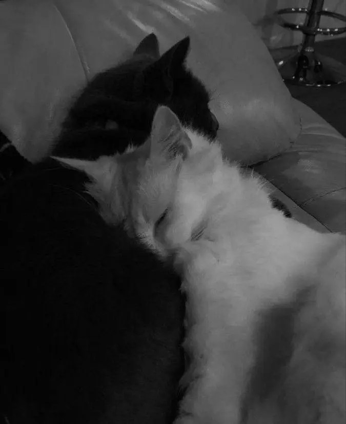 Avatar of Cats