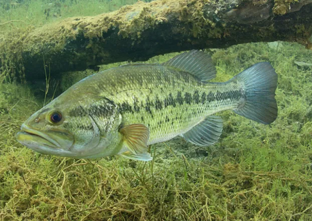 Avatar of Lake fish