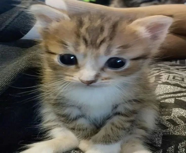 Avatar of Cat