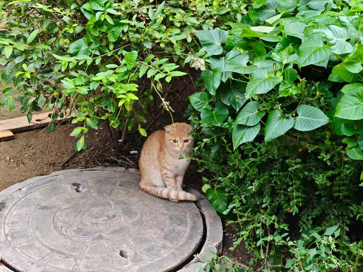 Avatar of The kitten is a little shy.