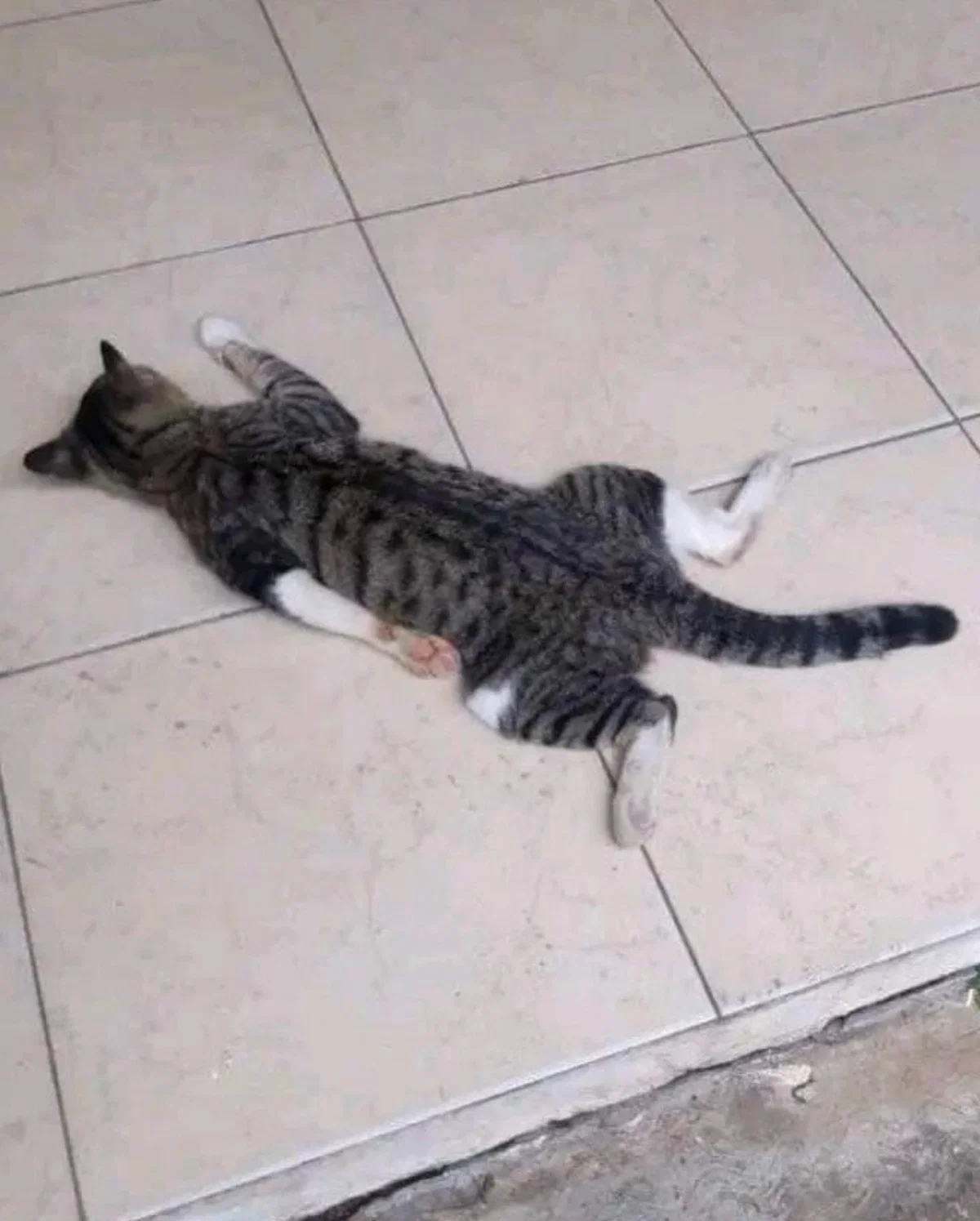 Avatar of the CAT🗣️ (i'm back)
