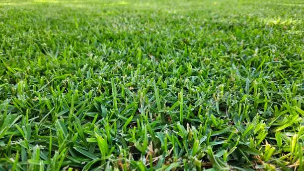 Avatar of Grass