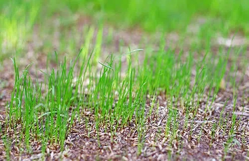 Avatar of Watching grass grow 