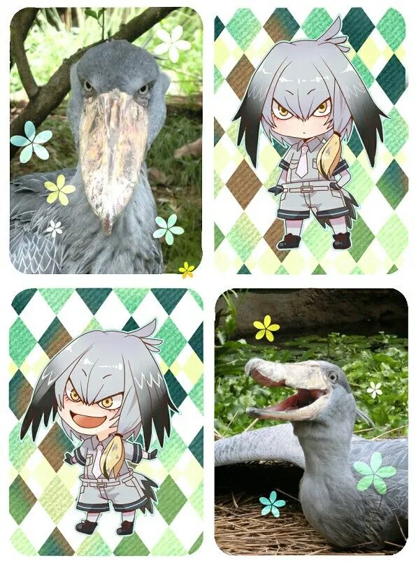 Avatar of Shoebill