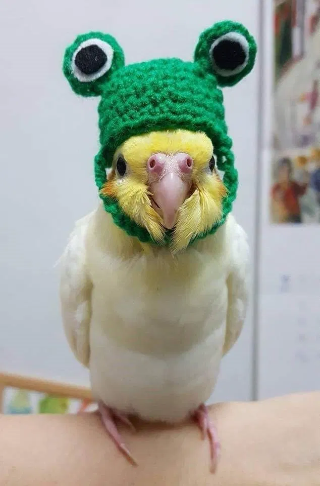 Avatar of Gaz x Bird User