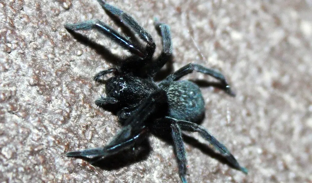 Avatar of A Spider in the Corner of Your Room