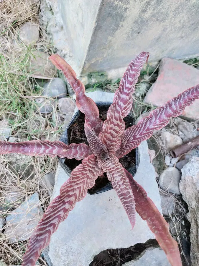 Avatar of Corruption plants 