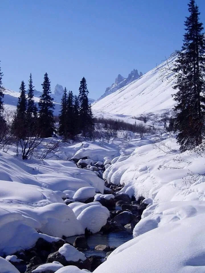 Avatar of A Forest of Frost 