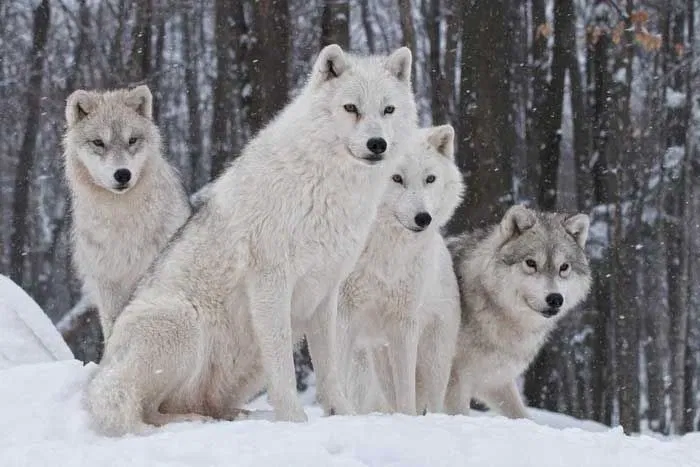 Avatar of North, Whirlwind, Shadow, and Thunder