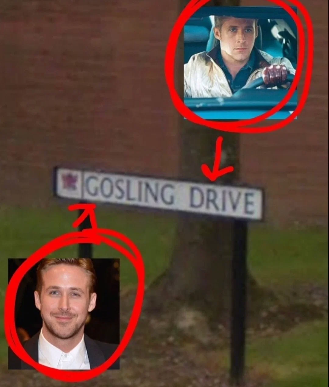 Avatar of The Goslingverse