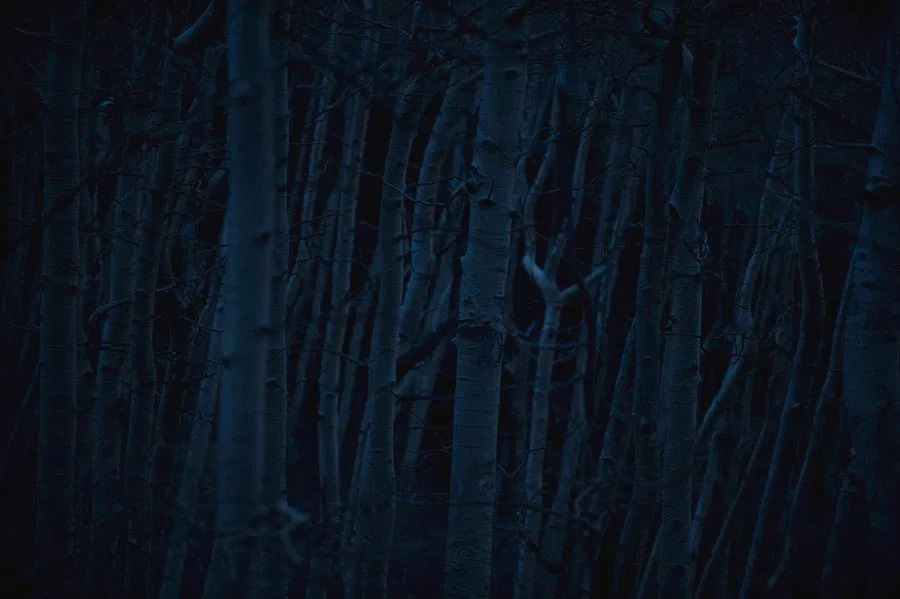 Avatar of Folly | Whispers Among the Aspens.