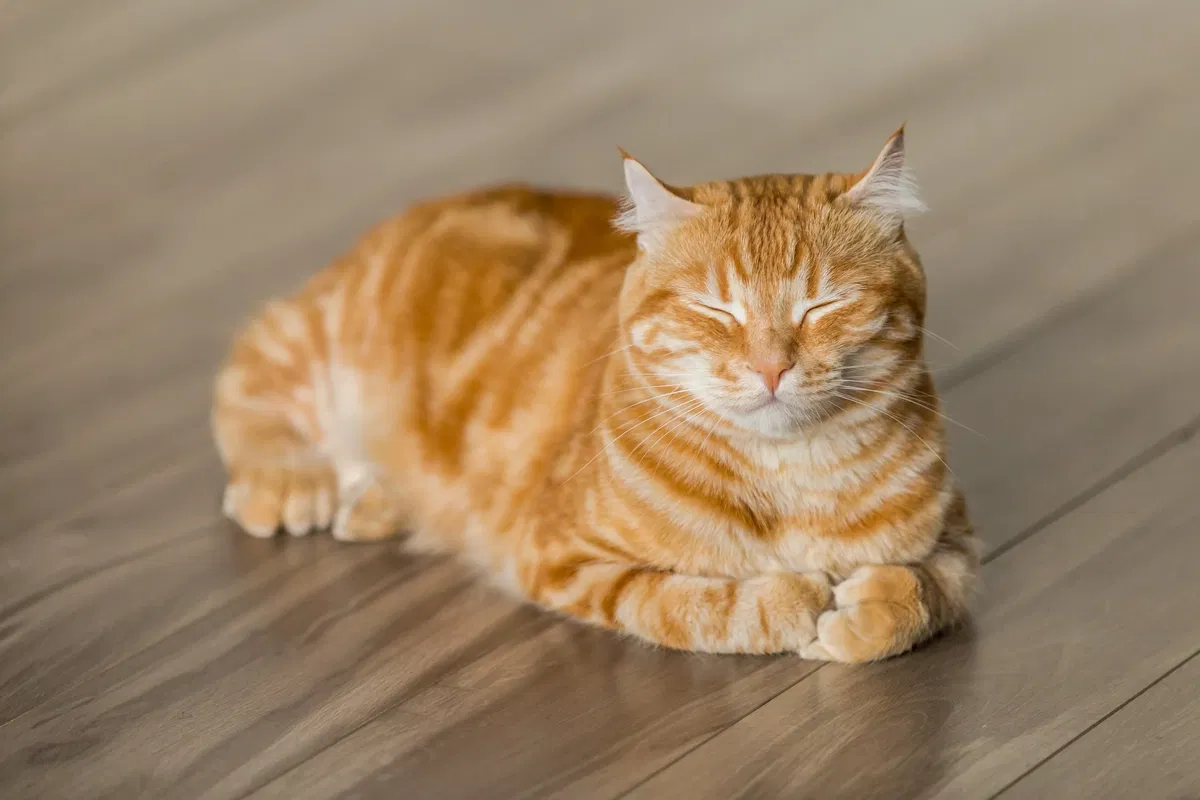 Avatar of A Peaceful Cat.