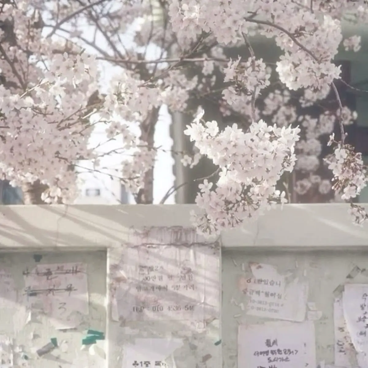 Avatar of A Shōjo Romance Roleplay