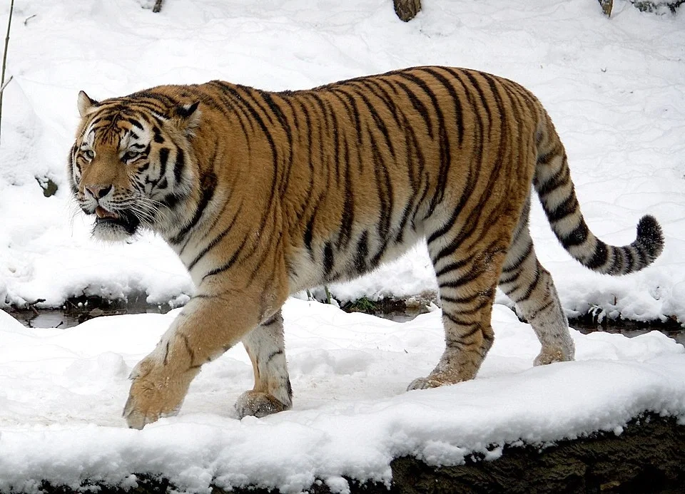 Avatar of Siberian Tiger (Amur Tiger) : Encountering one of the rarest wildcats in the world, while hiking the Russian boreal forest