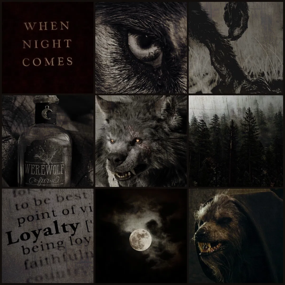 Avatar of ☽•The Tragic Werewolf•☾