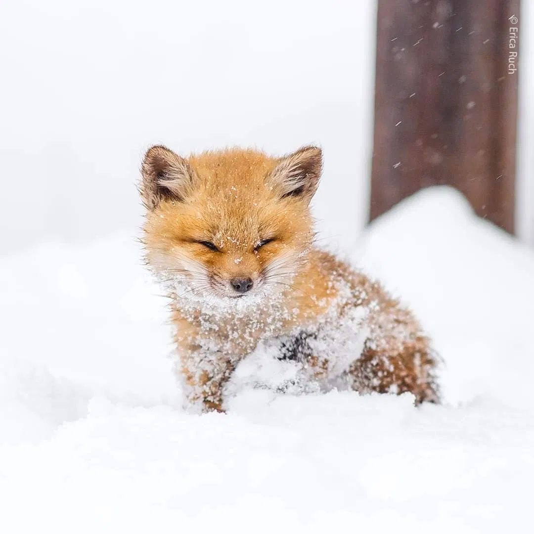 Avatar of Fox pup