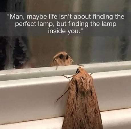 Avatar of Moth