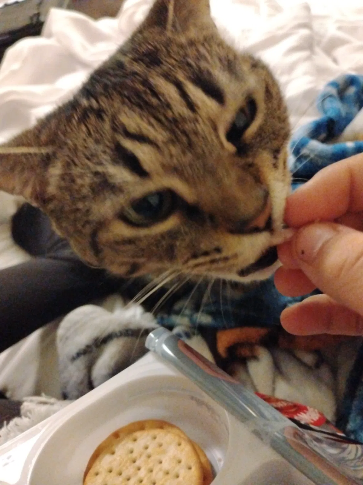 Avatar of Question + cat pic!!! 