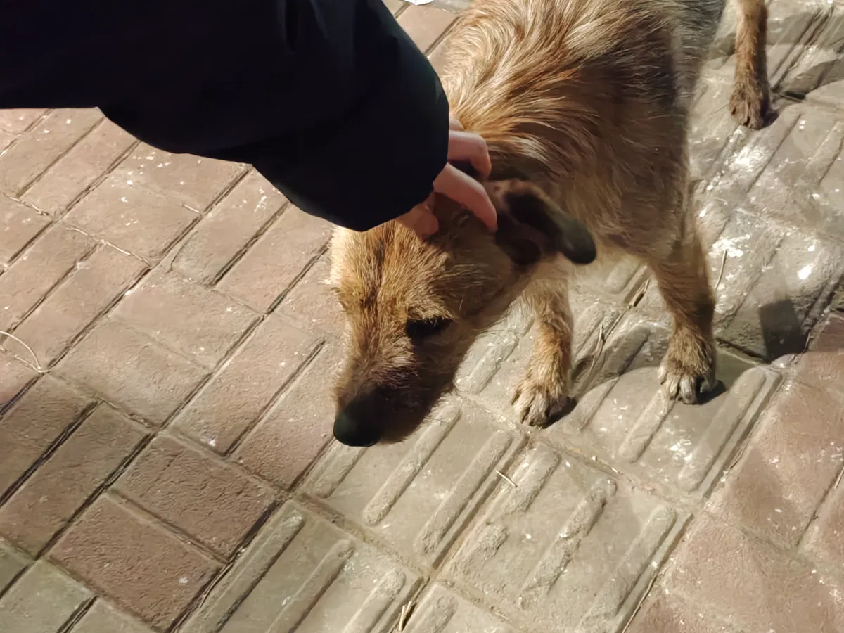 Avatar of puppy