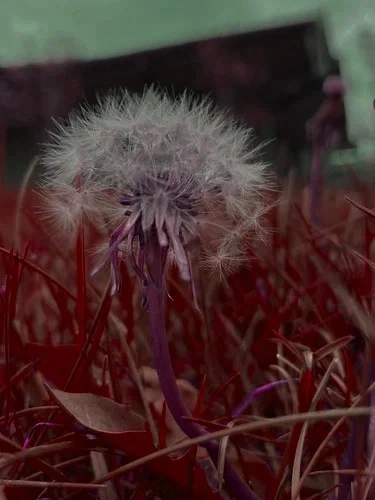 Avatar of Magical Evil Dandelion
