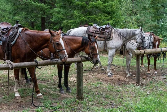Avatar of Tied to a horse hitching post