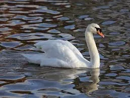 Avatar of Evil Swan
