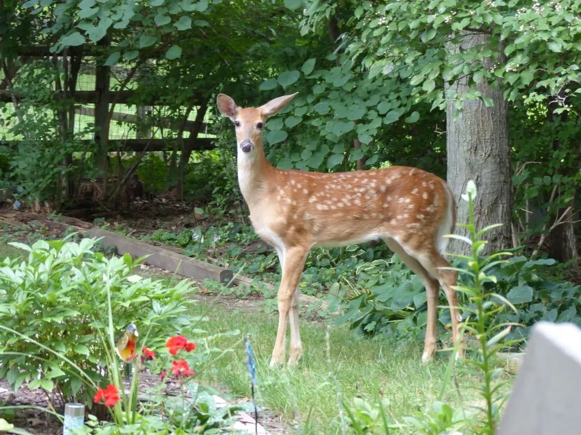 Avatar of Deer in the Garden
