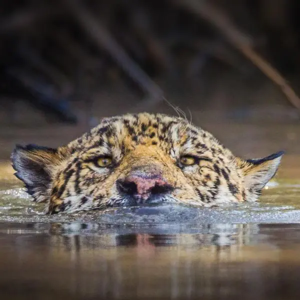 Avatar of Pumabur