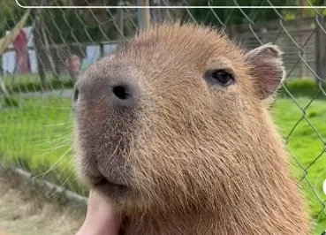 Avatar of Capybara