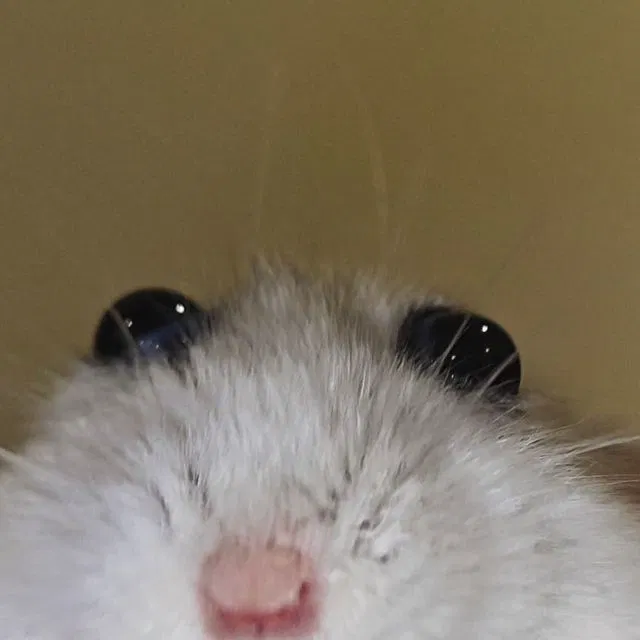 Avatar of Upcoming bot list :33333333