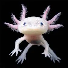 Avatar of Abrascus